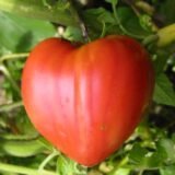 Tomate cœur de bœuf