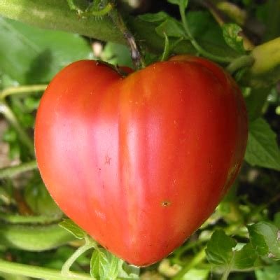 Tomate cœur de bœuf