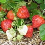 Fraise