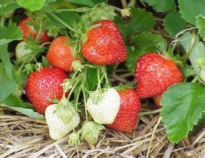 Fraise
