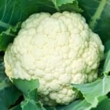 Chou fleur Gros