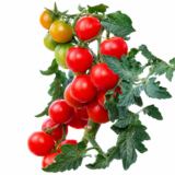 Tomate cerise