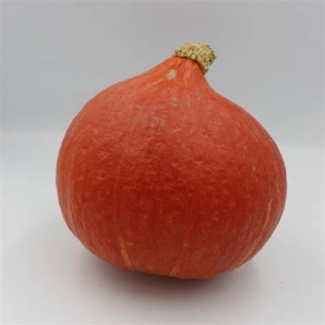 Potimarron