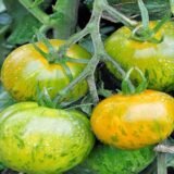 Tomate Green zebra