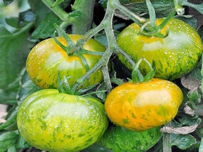Tomate Green zebra