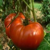 Tomate Grosse